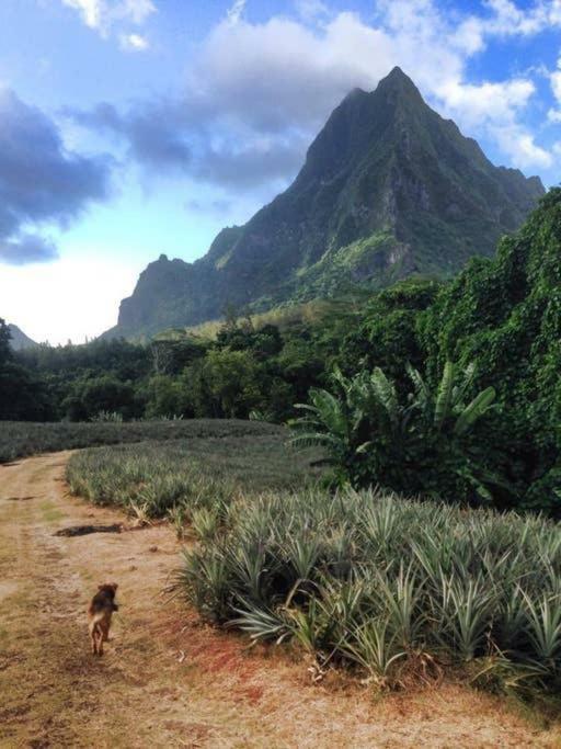 Fare Haurevaiti Moorea Paopao Buitenkant foto