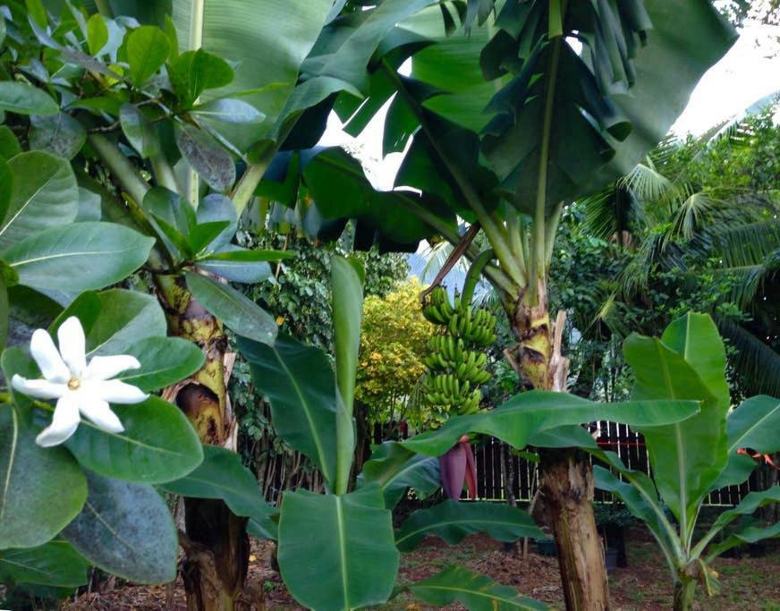Fare Haurevaiti Moorea Paopao Buitenkant foto
