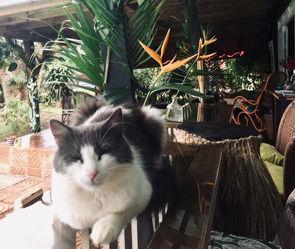 Fare Haurevaiti Moorea Paopao Buitenkant foto
